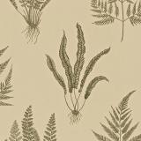 DAPGWO103 Woodland Ferns