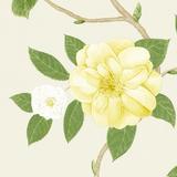 213377 Christabel Yellow/Ivory